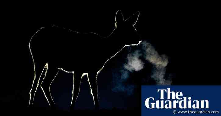 Country diary: The night-time farm is alive with unseen wildlife | Kate Blincoe