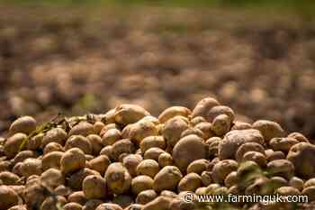 AHDB transfers £1.8m of residual levy reserves to GB Potatoes