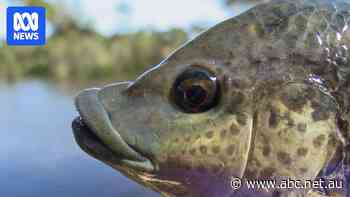 Considered delicious fare overseas, this pest fish can't be eaten in Queensland if you catch it