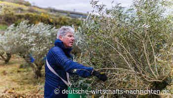 Olivenernte besser als im schlechten Jahr 2023 - Öl wird billiger