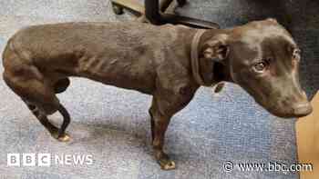 Dog abandoned by poachers seized by police