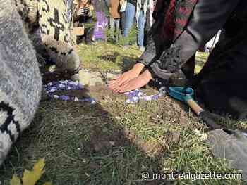 Tree planted on McGill campus for Haudenosaunee peace ceremony