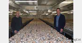 "Komend jaar willen we uitbreiden met een opslag- en verpakkingshal"