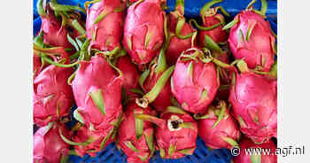 Peruaanse dragonfruitexport volop in ontwikkeling