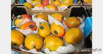 "Meer mango's geoogst dan in 2024, maar 20-25% minder dan geraamd"