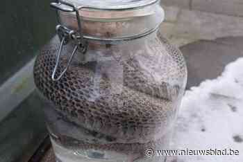 Dode slang duikt op naast glascontainer, politie zoekt verantwoordelijke voor “sluikstort”