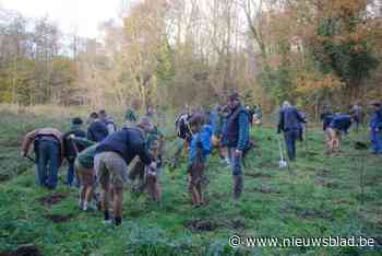 1.400 jonge bomen geven Limbergbos vorm: “Nieuwe groene long voor Herselt”