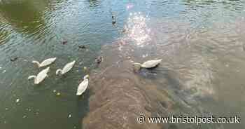 Bristol city councillors unanimously back motion to tackle river sewage