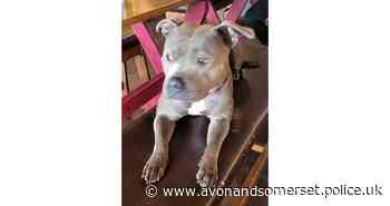 Appeal after dog stolen in Bristol