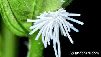 Why the Olympus 60mm f/2.8 Macro Is Perfect for Compact Close-Ups