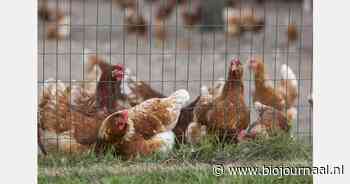 Vogelgriep vastgesteld op biologisch leghennenbedrijf in Putten