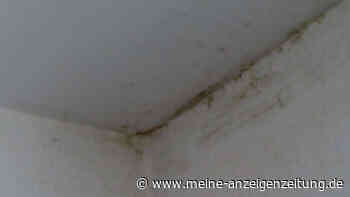 Versteckten Schimmel in Wohnung finden – diese Tricks helfen