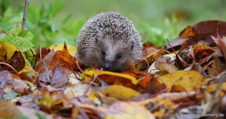 Tierheime verhängen Aufnahmestopp für Igel