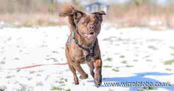 Charity's winter warning on 'hidden danger' of antifreeze poisoning for dogs