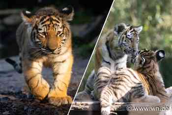 Junge Tiger im Allwetterzoo haben jetzt Namen