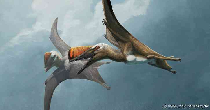 «Schwertschwanz aus Bayern» – Flugsaurier-Fund in Solnhofen
