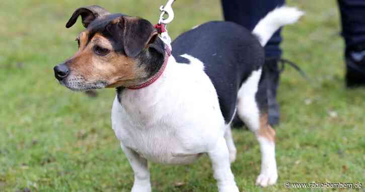 Treuer Begleiter – Königin Camilla trauert um Hund