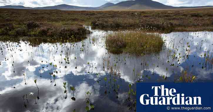 Countries could use nature to ‘cheat’ on net zero targets, scientists warn