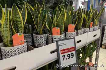 How a £7.99 Lidl snake plant helped tackle damp in my home