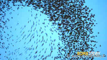 Monteverde, contro l'allarme guano dissuasori anti storni in piazza Scotti