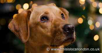 Television stars to support animal welfare charity