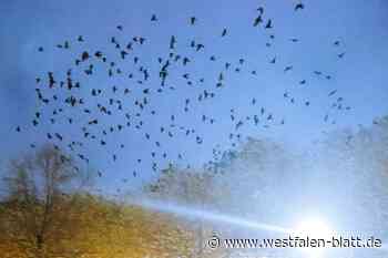 Paderborner genervt: Krähen sorgen für Lärm und Kot