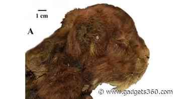 Saber-Toothed Kitten Preserved for 37,000 Years Found in Siberian Ice