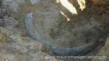 Achtjähriger entdeckt 1,80 Meter großen Schatz aus der Urzeit