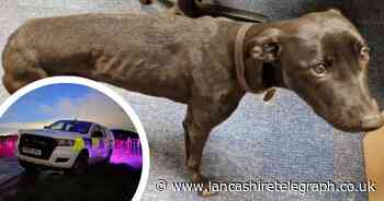 Injured dog abandoned after reports of poachers hunting deer and hare