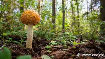 Alberta family honours father with donation of parkland for conservation area