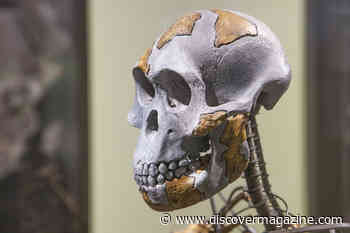 8 Things We’ve Learned Since Lucy's Discovery 50 Years Ago