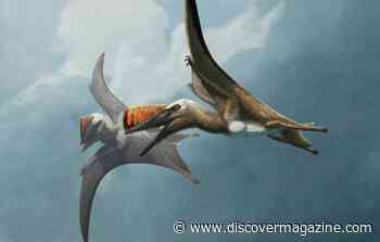 New Flying Lizard Species Fills in Evolutionary Gap for Pterosaurs
