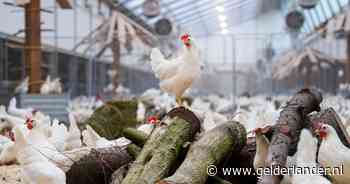 Klimaatneutraal ei van Kipster gaat de wereld over: uitbreidingsplannen in Frankrijk, Engeland en VS