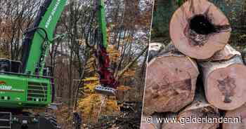 De ingreep is pijnlijk, maar niemand protesteert tegen de kap van eeuwenoude beuken