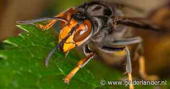 Nieuwe reuzenhoornaar aangetroffen in Europa: koningin is zo’n 4,5 centimeter groot, maar paniek is niet nodig