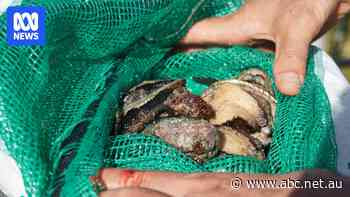 Abalone take zone extends north in WA for first time in a decade as population recovers