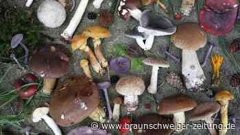 Typisch Harz: 9 Zutaten - Und was man damit machen kann