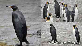 Ultra rare all BLACK penguin is spotted on South Georgia Island: Stunning bird is almost completely covered in dark feathers because of a genetic mutation