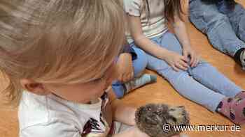 Igel-Themenwoche bei der Waschbärengruppe der Kindertagesstätte Sankt Elisabeth