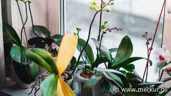 Orchidee bekommt gelbe Blätter – woran liegt‘s?