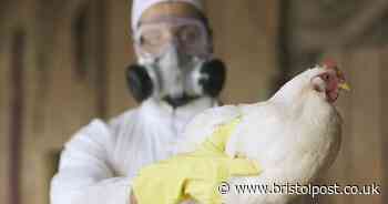 Bird flu warning as teen becomes first human to contract virus - symptoms to watch for