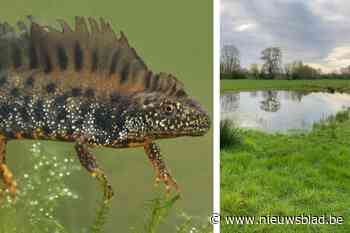 Zeldzame kamsalamander bezig aan opmars in natuurgebied Dorent: “Al populatie van meer dan 6.000 amfibieën”