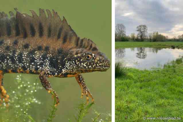 Zeldzame kamsalamander bezig aan opmars in natuurgebied Dorent: “Al meer dan 6.000 amfibieën geteld”