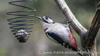 Vögel füttern kann teuer werden