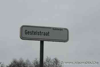 Schaap doodgebeten in Meeuwen, maar aantal aanvallen door wolf daalt spectaculair in 2024