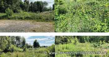 Concerns about new cafe and play area plan at popular nature reserve