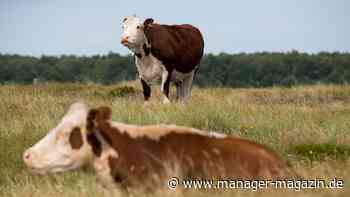 Klimaschutz: Dänemark besteuert furzende Kühe und Schweine
