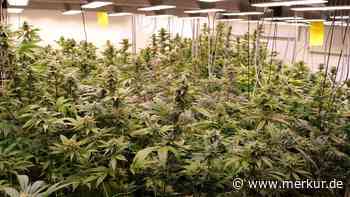 Erste Anbau-Genehmigungen für Cannabis-Clubs im Südwesten