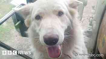 Couple reunited with dogs taken in vehicle theft