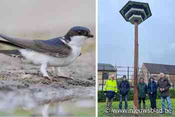 Extra kunstnesten voor  laatste kolonie huiszwaluwen in de gemeente: “Minder bouwwerk voor de vogels, meer tijd voor hun jongen”